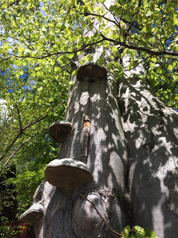 Villa Bukowy Zdroj Krynica-Zdrój Esterno foto